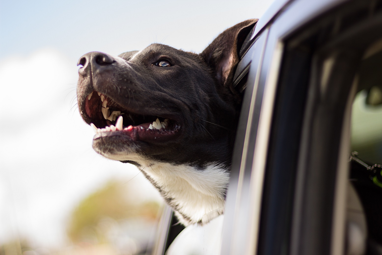 The Dogmobile. The Best Car For a Dog.