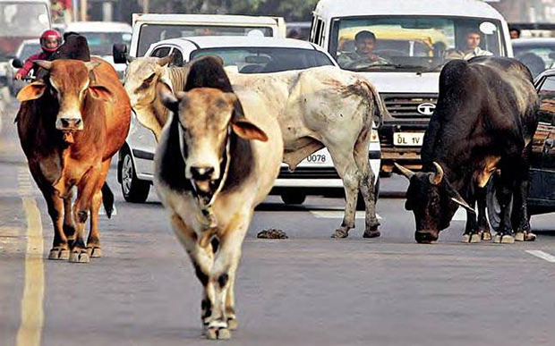 Cow avoidance system for vehicles on India’s roads