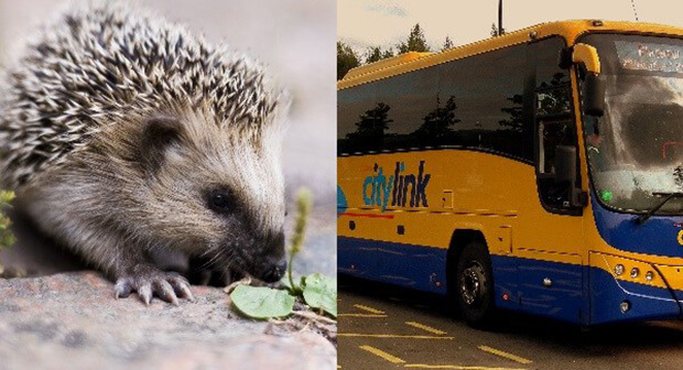 Limerick bus driver adorably stops bus en route to rescue a hedgehog