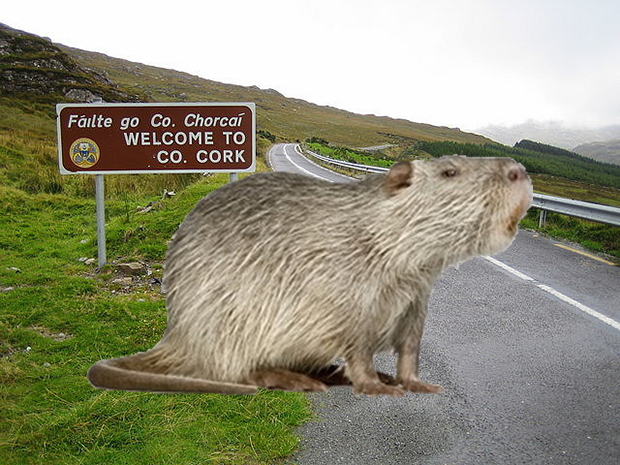 The world's largest ‘river rat’ could be by a roadway, river or stream near you
