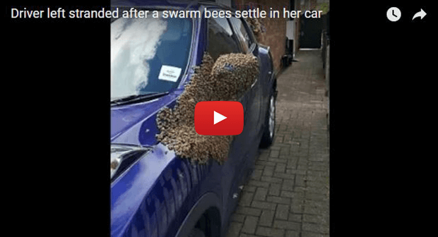20,000 Bees Swarm Womans Car