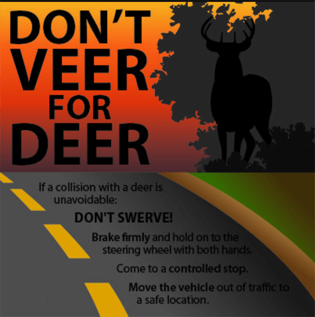 Young student scientists believe CDs and human hair can stop deer hitting cars