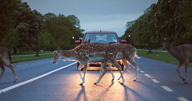 Young student scientists believe CDs and human hair can stop deer hitting cars