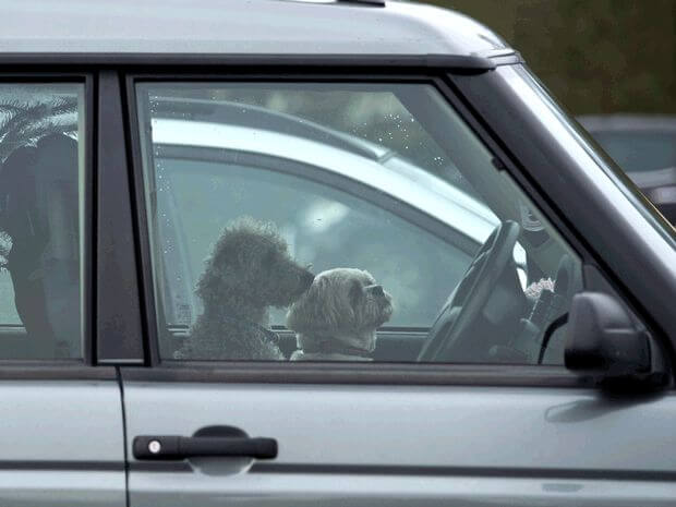 What should you do when you see a dog in a hot car?