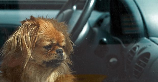 Dogs Trust Ireland warning about leaving your pet in hot cars.
