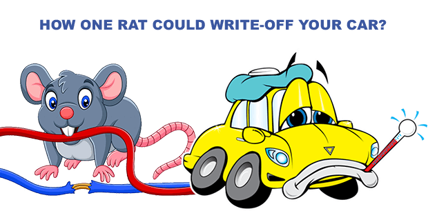 How one rat could write-off your car?