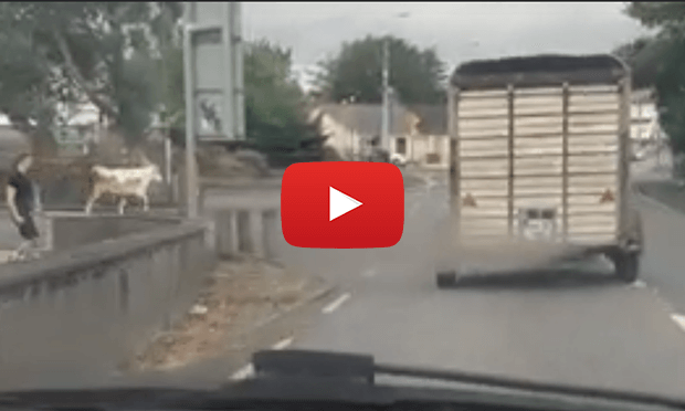 WATCH as escaped cow causes havoc in Ennis 